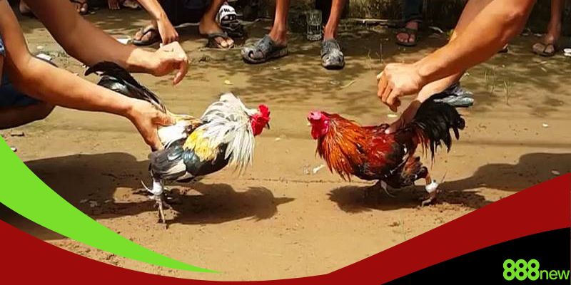 Các đặc điểm của cách xem tướng gà đá